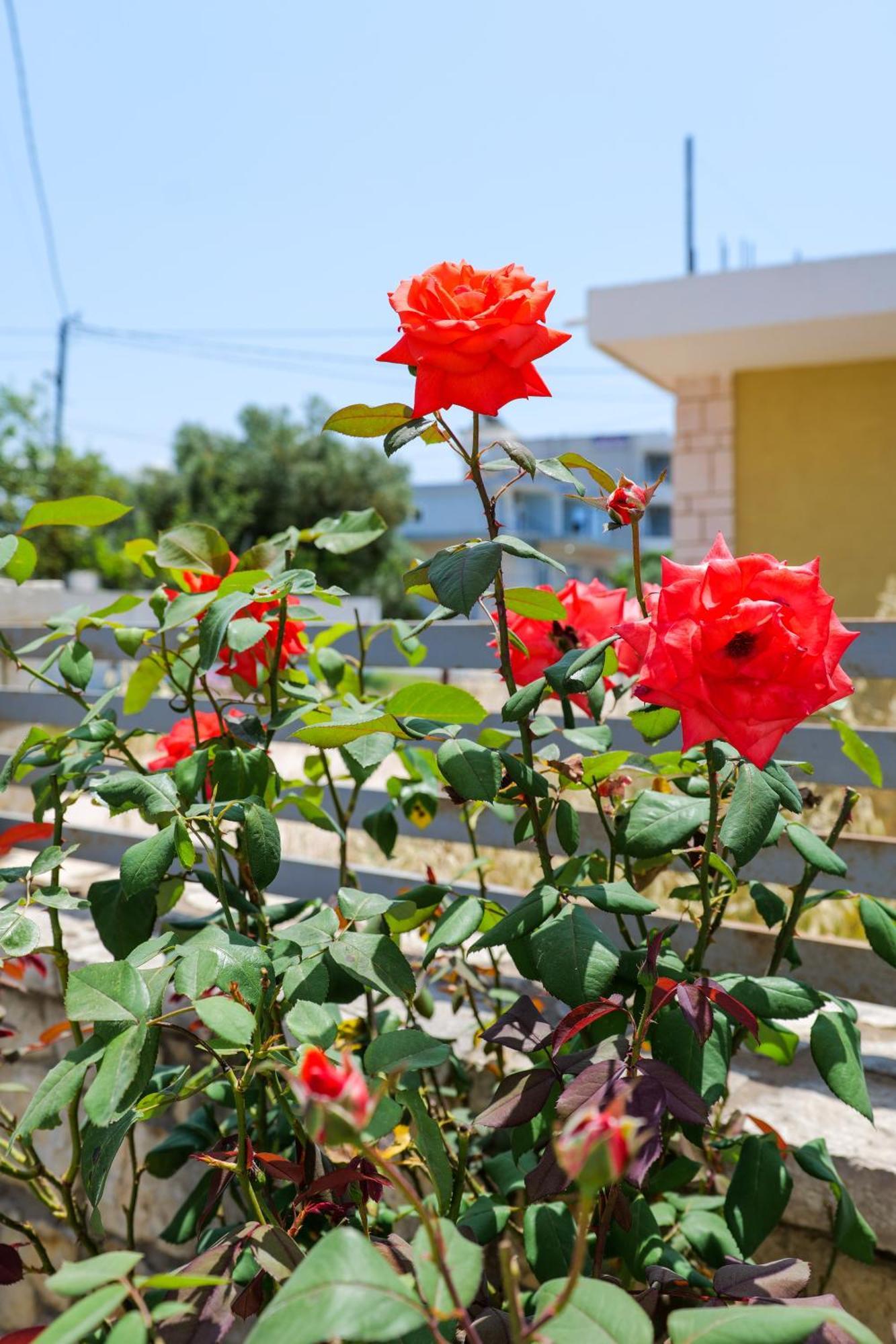 Vila Leka คซามิล ภายนอก รูปภาพ
